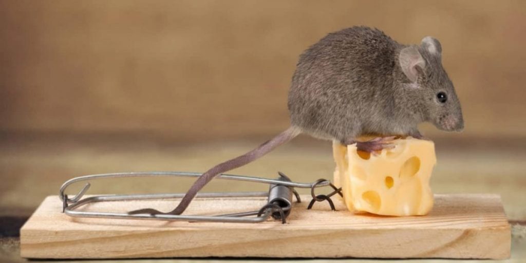 rodent is sitting on piece of cheese