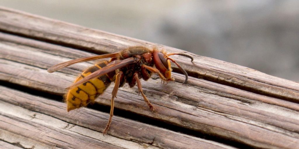 hornet on the wood