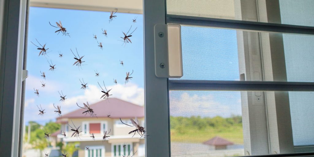 gnats on the window