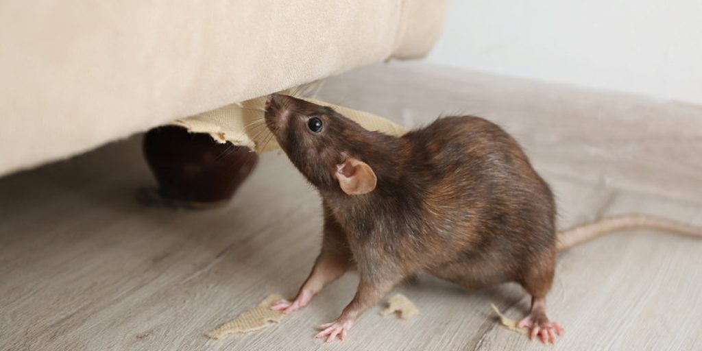 rat eats furniture