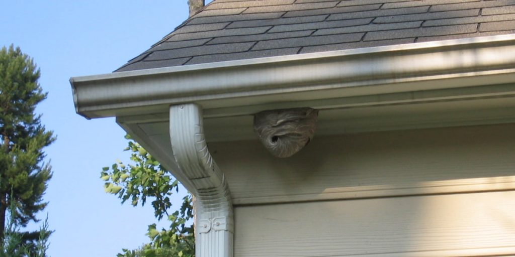 a wasp nest under housetop