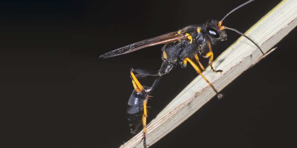 mud dauber on the wooden stick