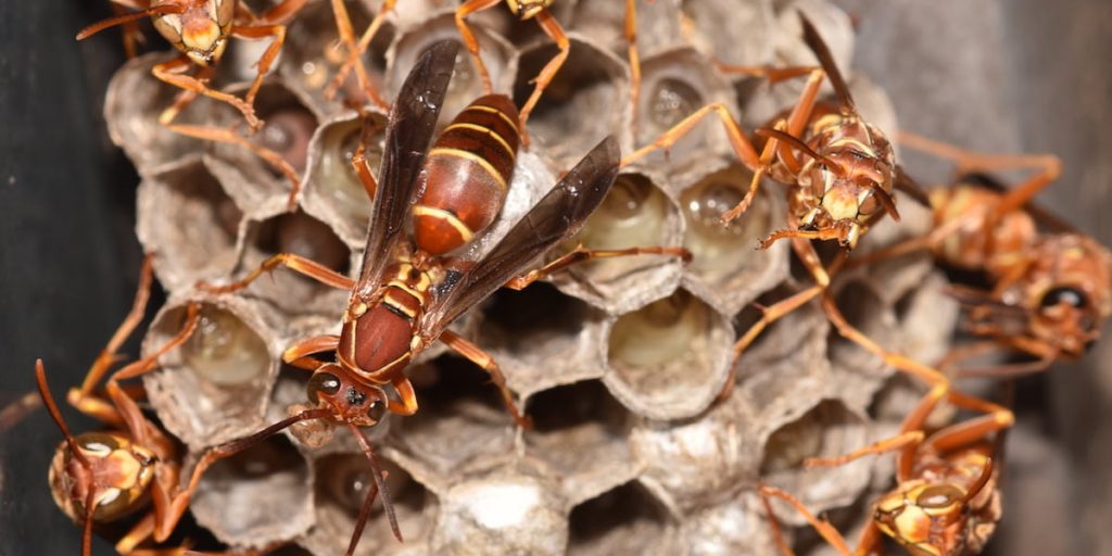 paper wasps on the nest