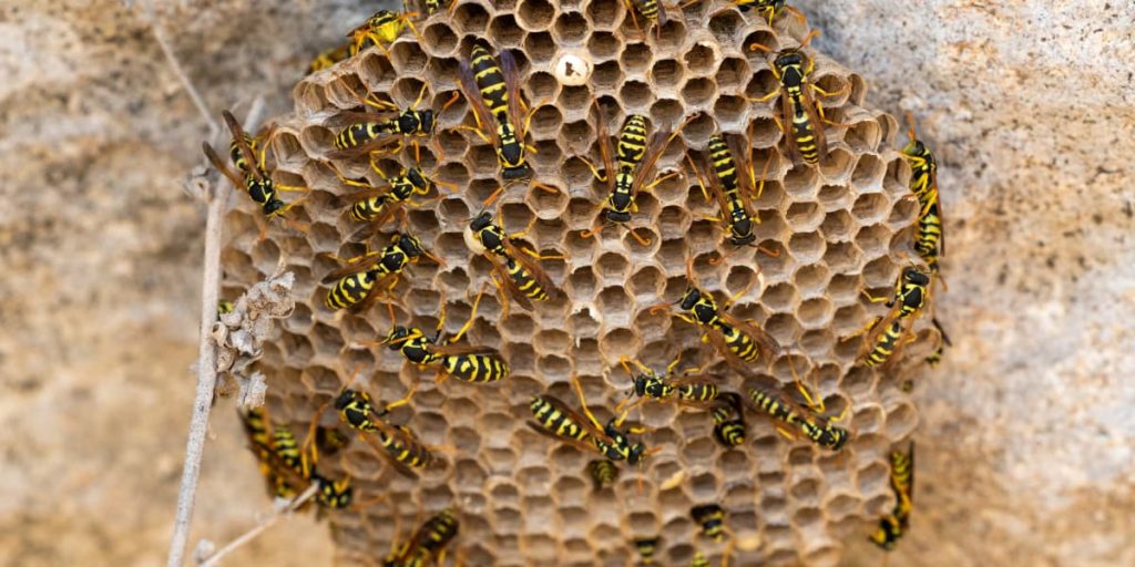 wasp nest