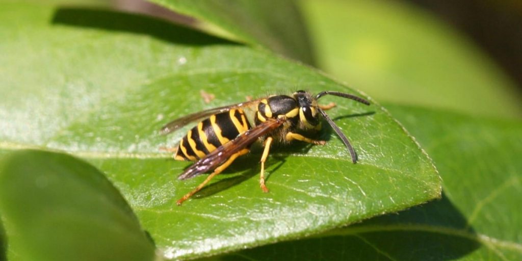 yellowjacket on green leaf