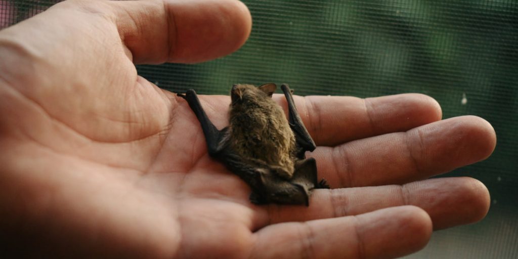 small bat lying on hand