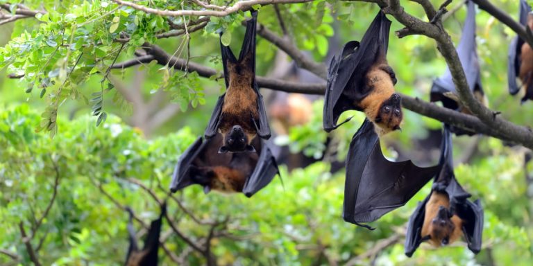 How To Attract Bats To A Bat House? Working Ways (2022)