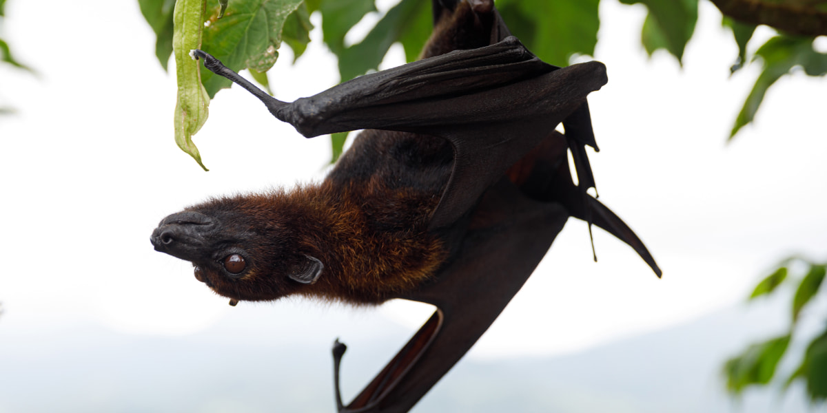 How To Attract Bats To A Bat House? Working Ways (2022)