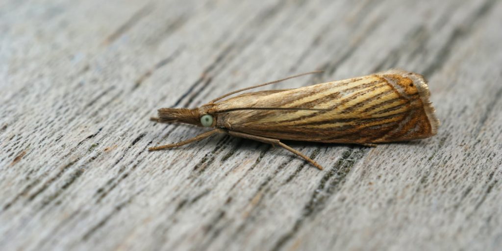 moth on the wood