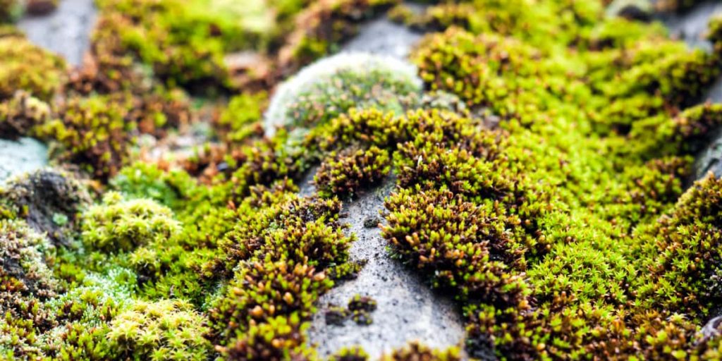 How To Remove Moss From Roof 