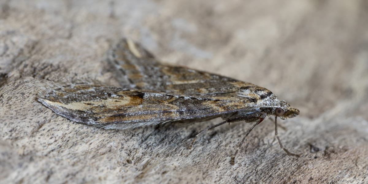 12 Working Ways To Get Rid Of Moths In Garage