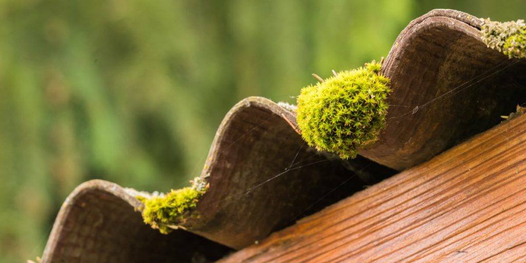 moss on the roof close view