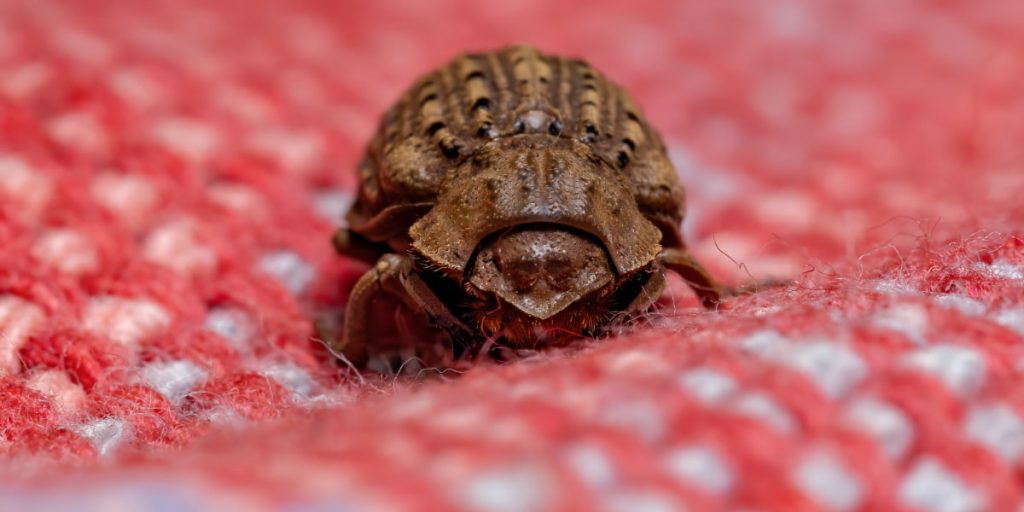 small carpet beetle