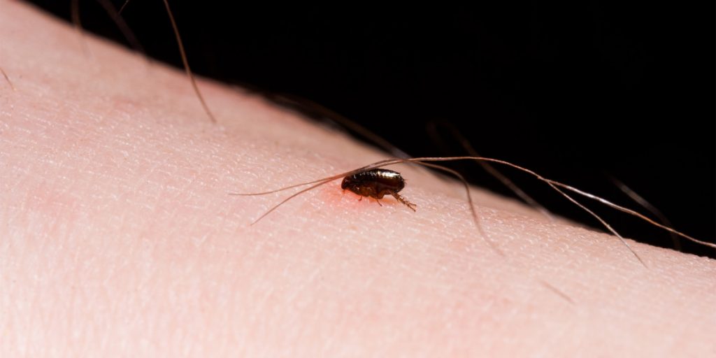 flea on human body