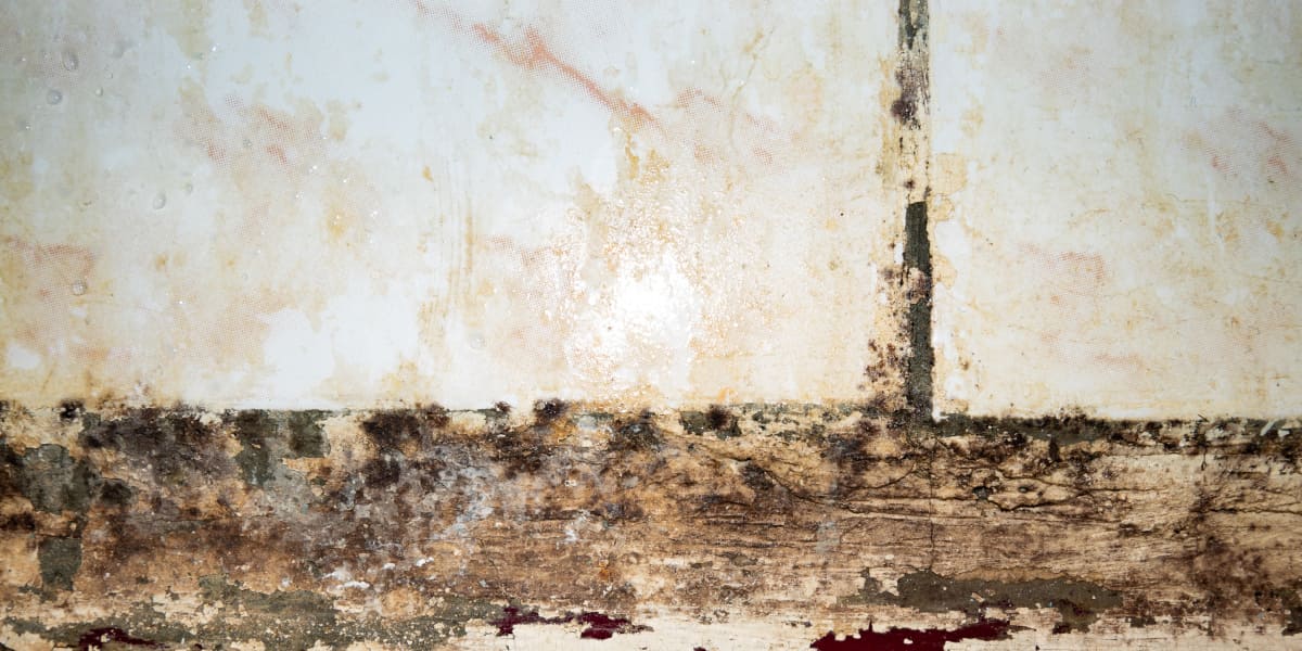 How To Get Rid Of Shower Mold? Causes, Remedies & More