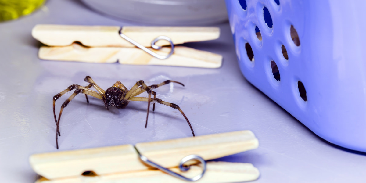 How To Kill A Spider And Prevent Their Appearance At Your Home?