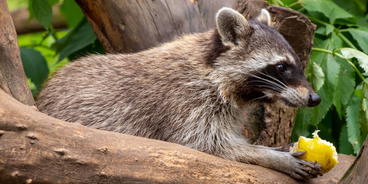 How To Get Rid Of Raccoons In The House? Best Humane Methods