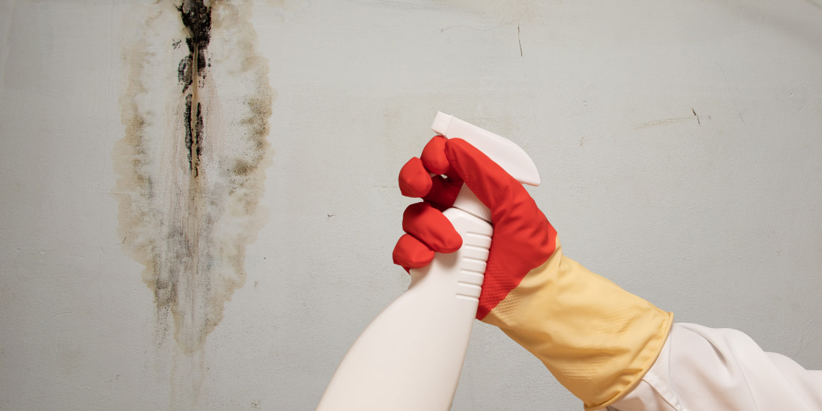 How To Get Rid Of Shower Mold? Causes, Remedies & More