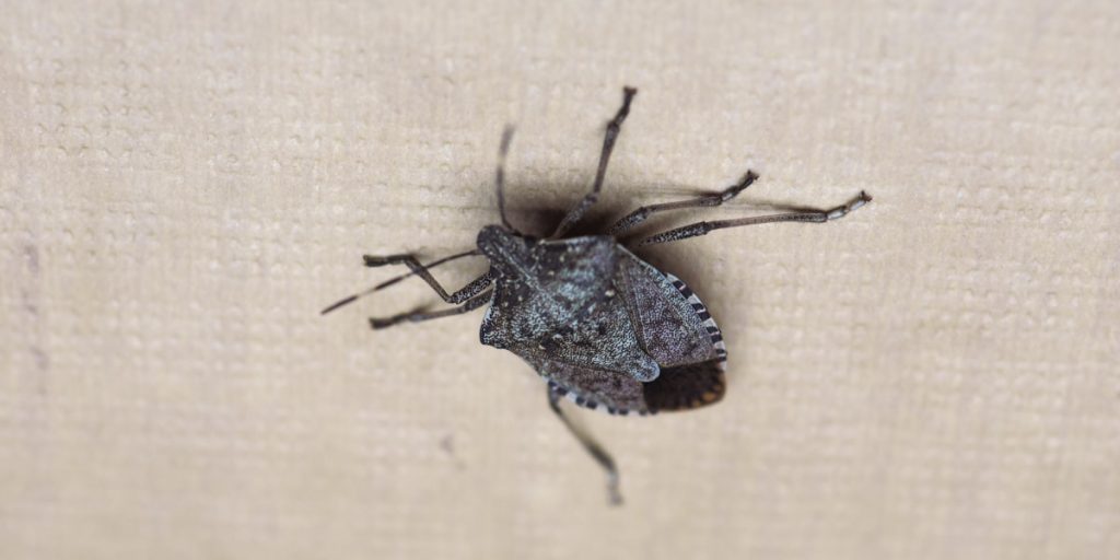 stink bug in a house