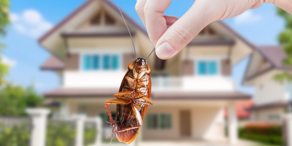 How To Get Rid Of Cockroaches Forever 9 Ways For Your House