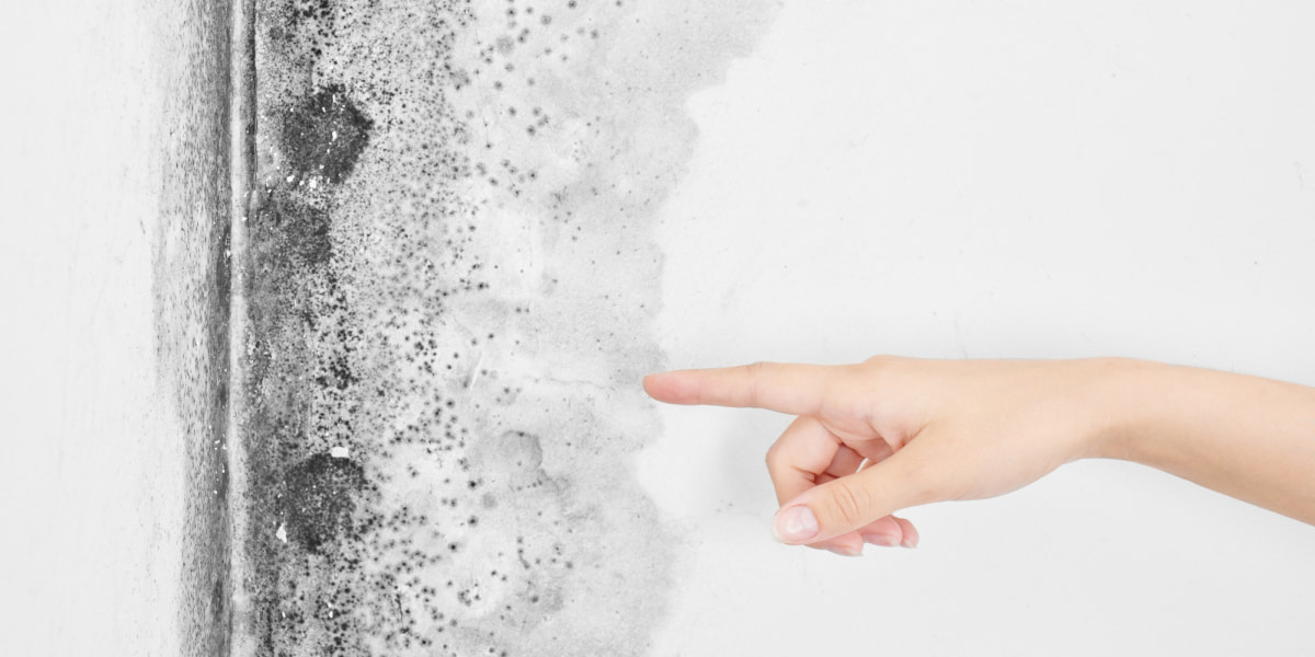 How To Get Rid Of Mold In The Basement? The Most Efficient Way!
