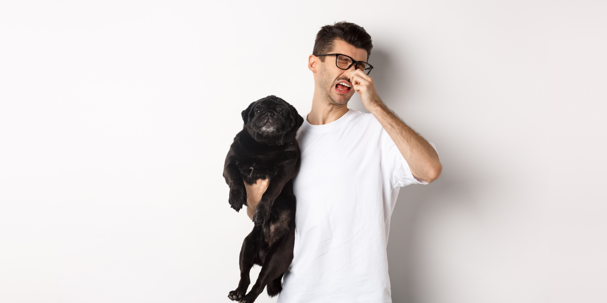 How To Get Rid Of Smelly Dog Odor In The House 8 Proven Ways