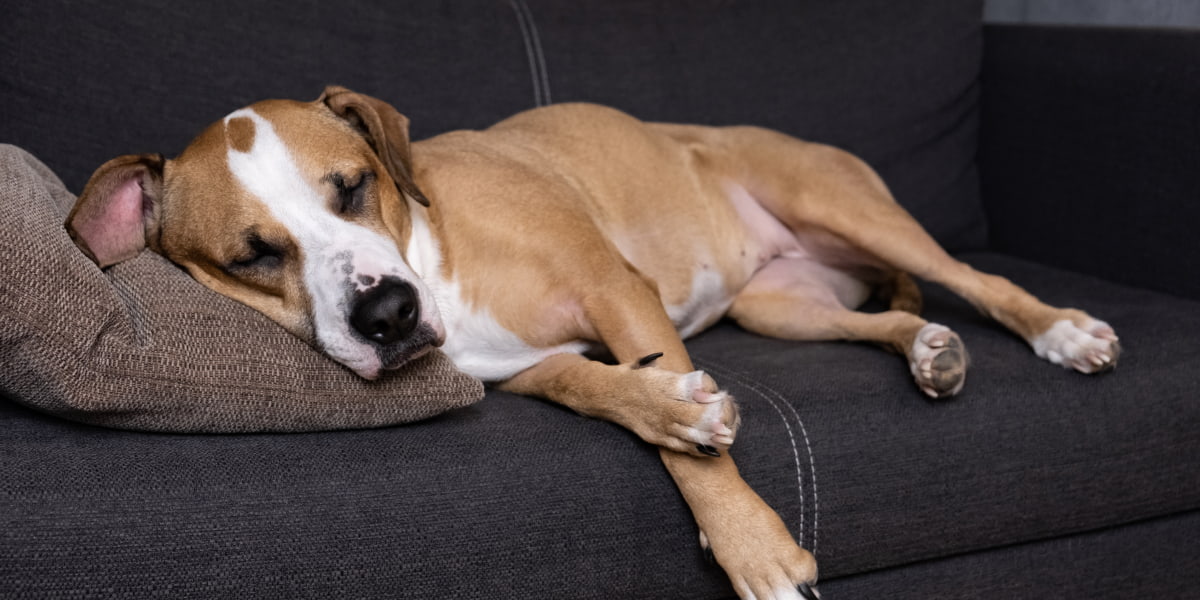 How To Get Rid Of Smelly Dog Odor In The House 8 Proven Ways