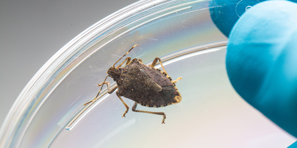 How To Get Rid Of Stink Bugs In Your House? Complete Guidance