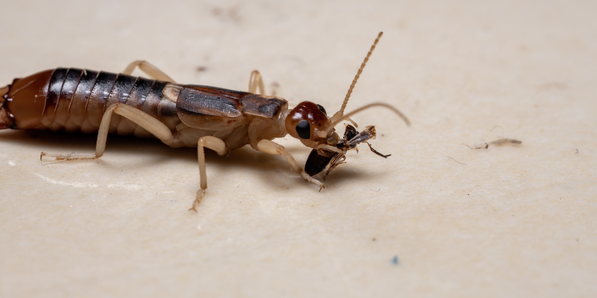 Earwigs Infestation How To Get Rid Of Pincher Bugs In A House?