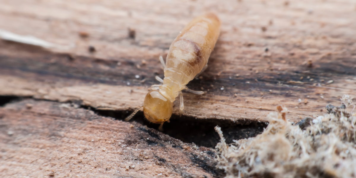 Termite Home Treatment 6 Methods How To Get Rid Of Termites