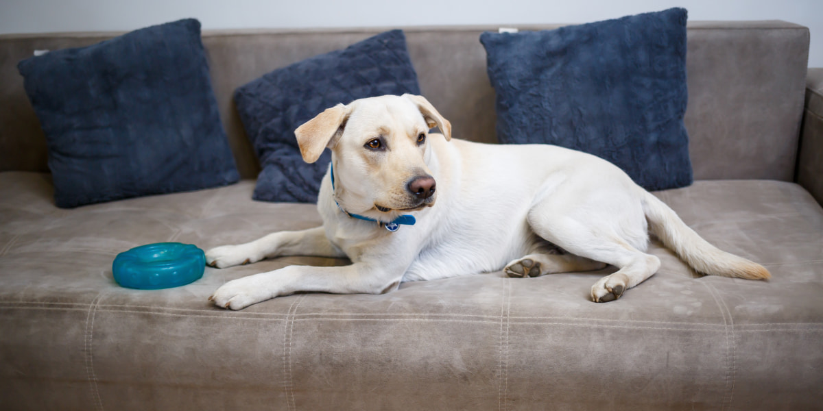 How To Get Rid Of Smelly Dog Odor In The House 8 Proven Ways