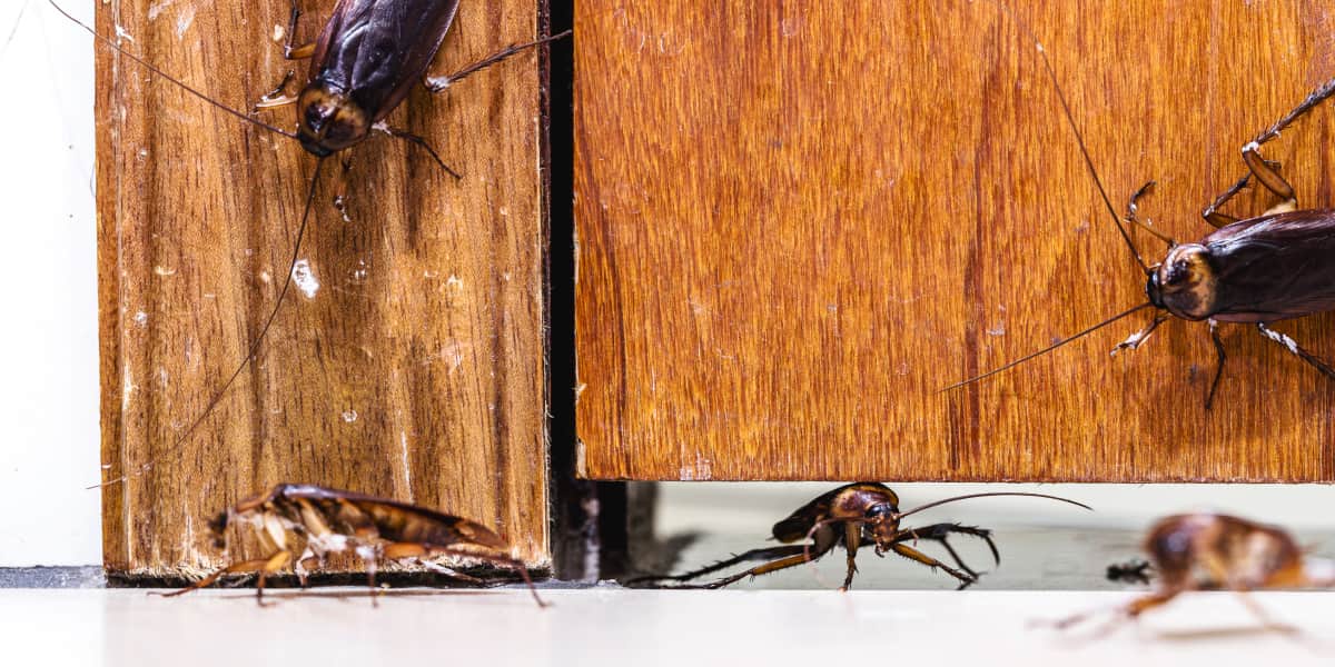 How To Get Rid Of Cockroaches Forever 9 Ways For Your House!