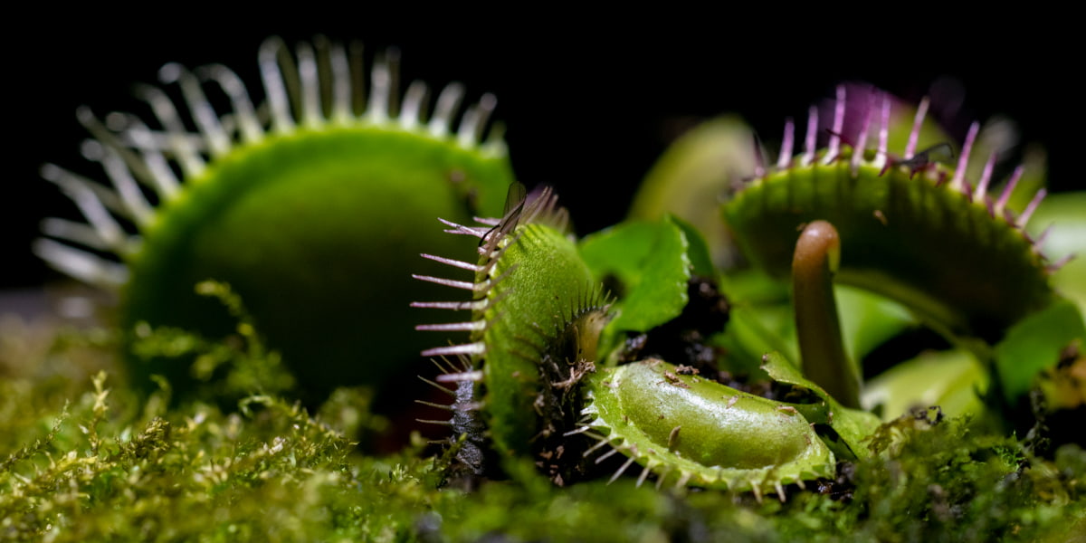 How To Grow Venus Fly Traps? All About Planting, Caring & More