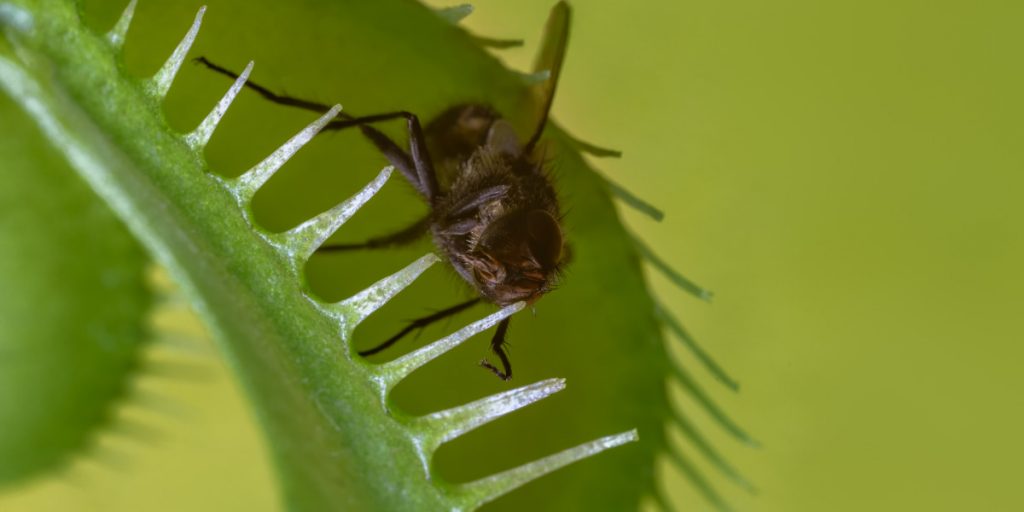 what to feed a venus fly trap