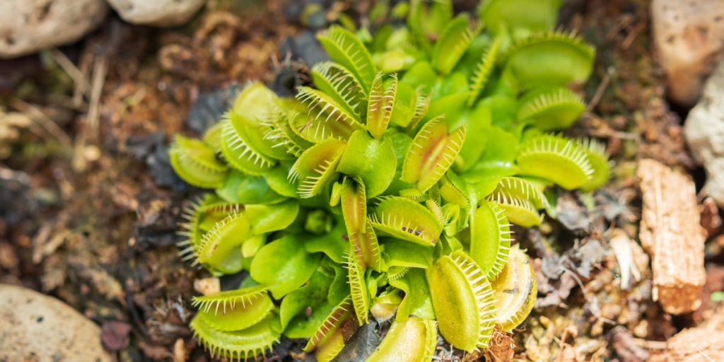 a lot of venus traps