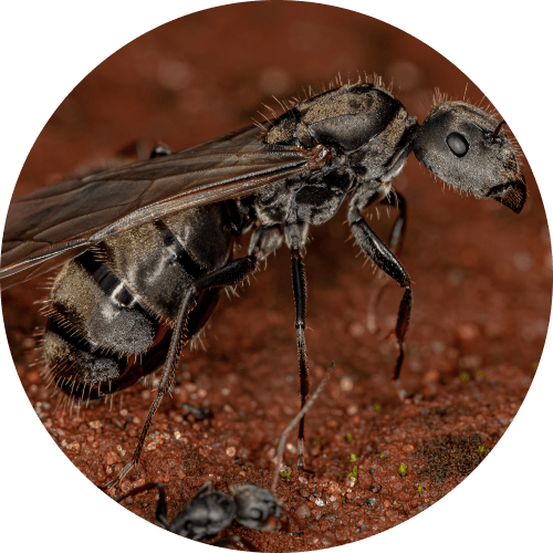 Destroying the nest of carpenter ants