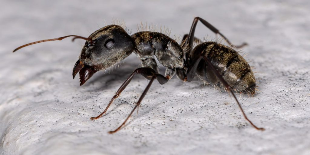 carpenter ant close view