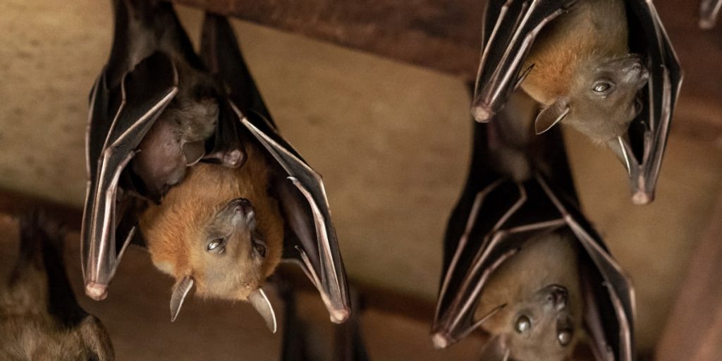 bats in attic