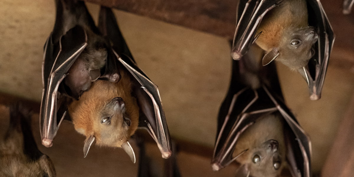 How To Get Bats Out Of The Attic?