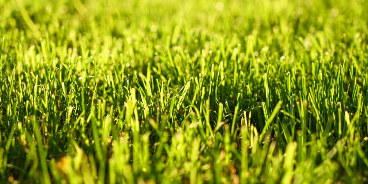 Removing Moss From Lawn: Complete Guide