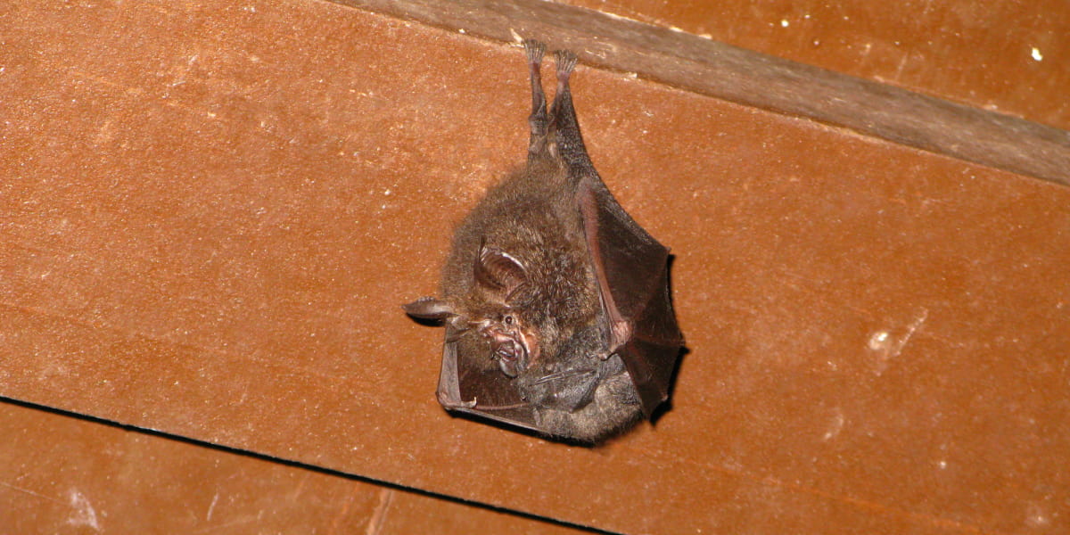 How To Get Bats Out Of The Attic?