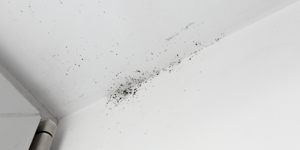 How To Remove Mold From Drywall Completely?